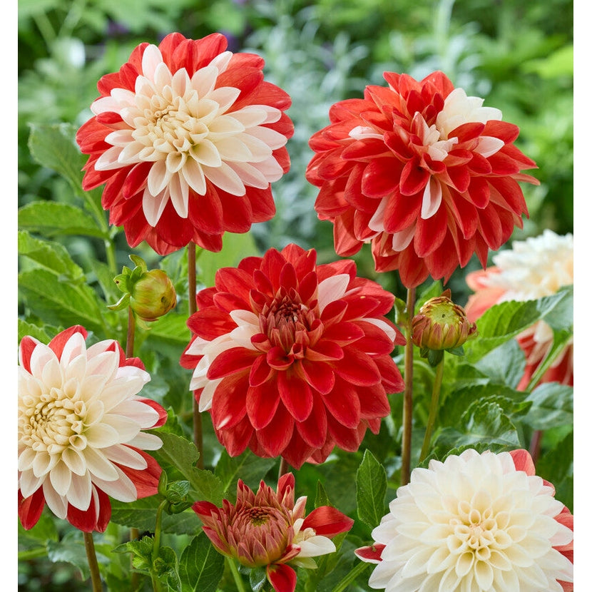 Dahlia Tangerine Sorbet Koristeellinen 1-pakkaus UUTUUS