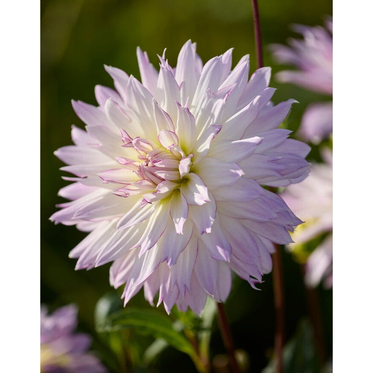 Dahlia Crazy Love Koristeellinen 1-pakkaus UUTUUS