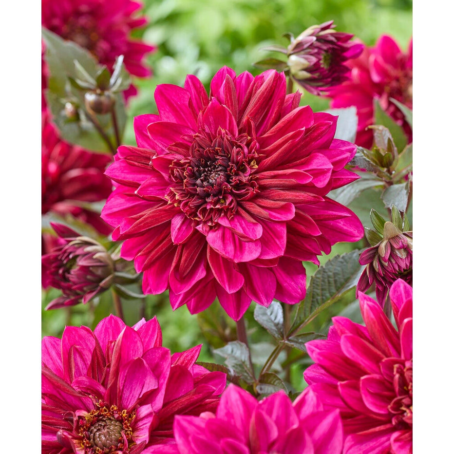 Dahlia Purple Haze Koristeellinen 1-pakkaus UUTUUS