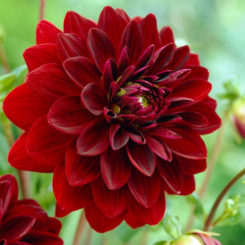 Dahlia Dekoratiivinen Arabian Night 1-pakkaus