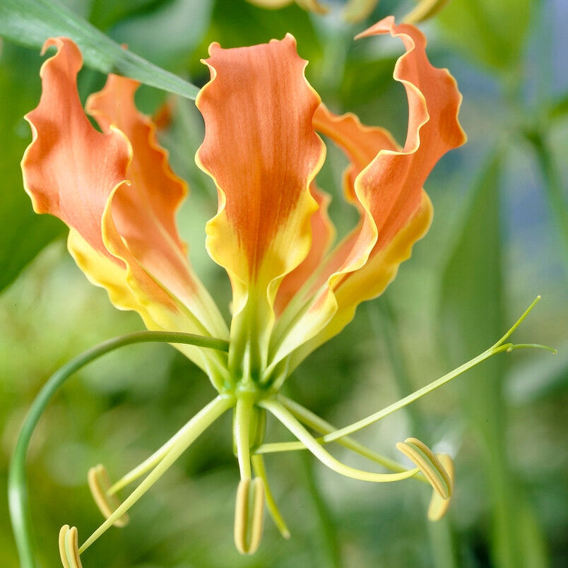 Kiipeilylilja-Gloriosa Superba 1-pakkaus