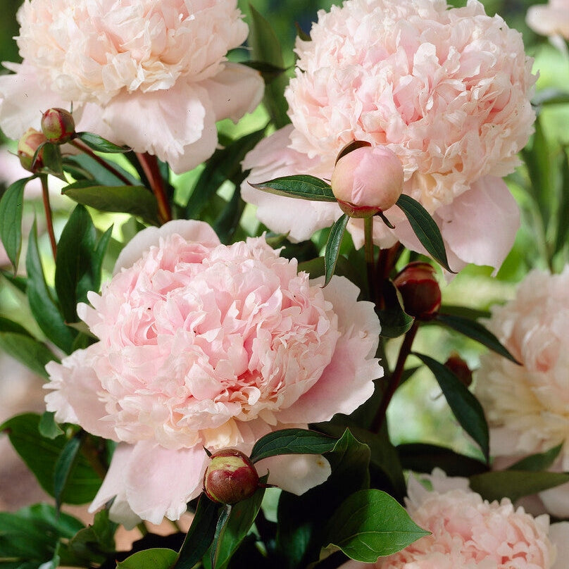 Pioni-Paeonia Solange 1-paketti