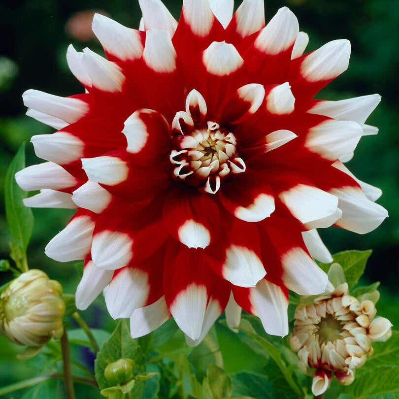 Dahlia Dekoratiivinen Duet 1-pakkaus