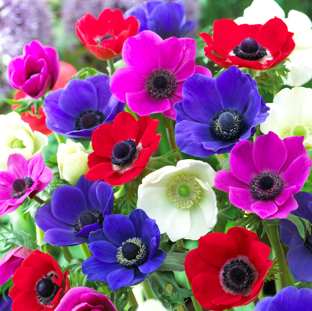 Bukettianemone-Anemone Coronaria The Caen Sekoitus 15 -pakkaus