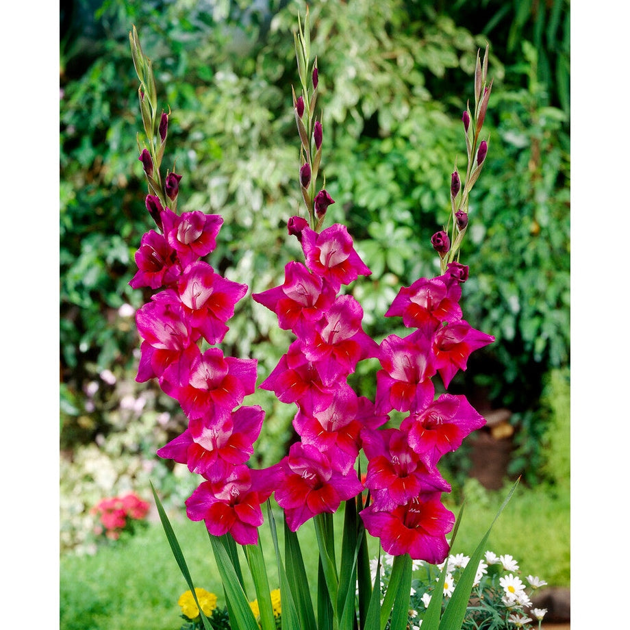 Gladiolus Velvet Eyes 10-pakkaus