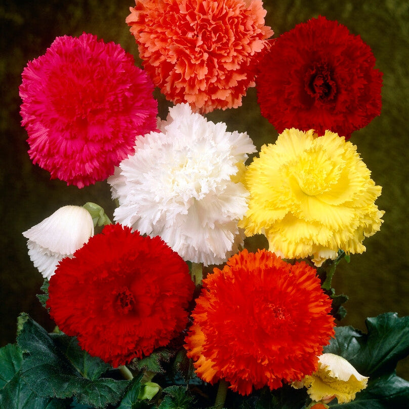 Begonia Fimbriata Sekoitus 3-pakkaus