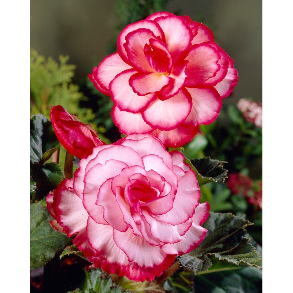 Begonia Picotee Valkoinen/Punainen 3-pakkaus