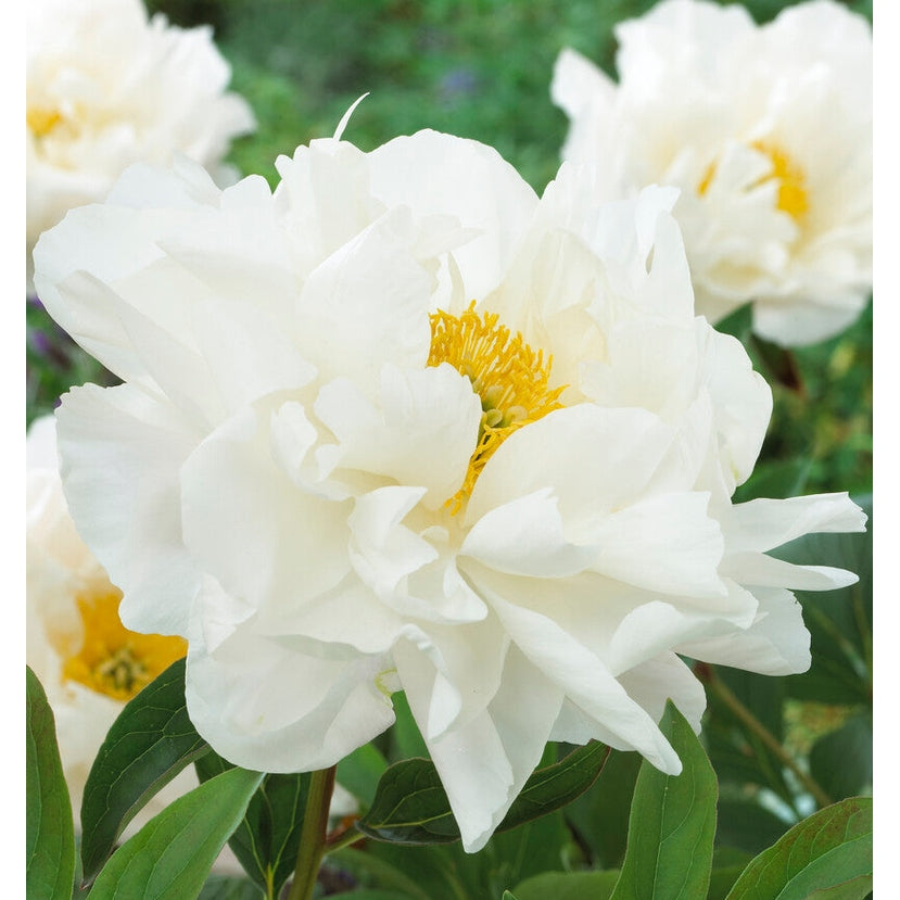 Pioni-Paeonia Miss America 1-paketti
