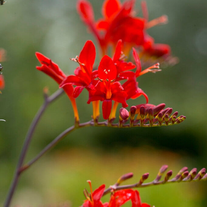 Montbretia-Crocosmia Lucifer 10 -pakkaus