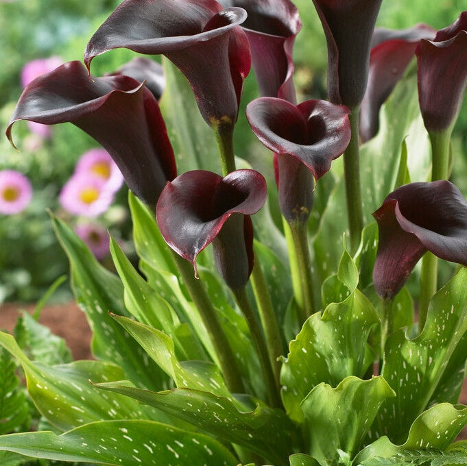 Zantedeschia Black Forester 1 kpl