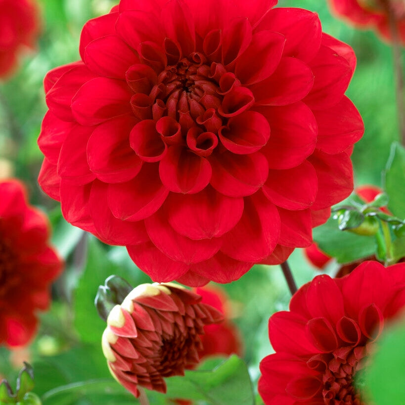 Dahlia Border Arnhem 1-pakkaus