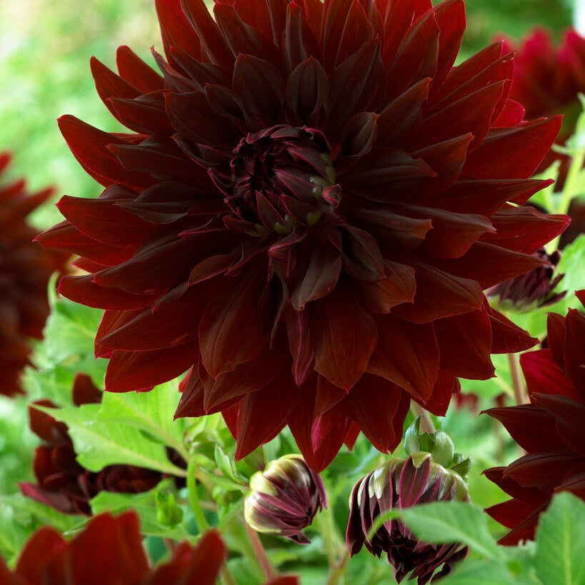 Dahlia Dekoratiivinen Rip City 1-pakkaus