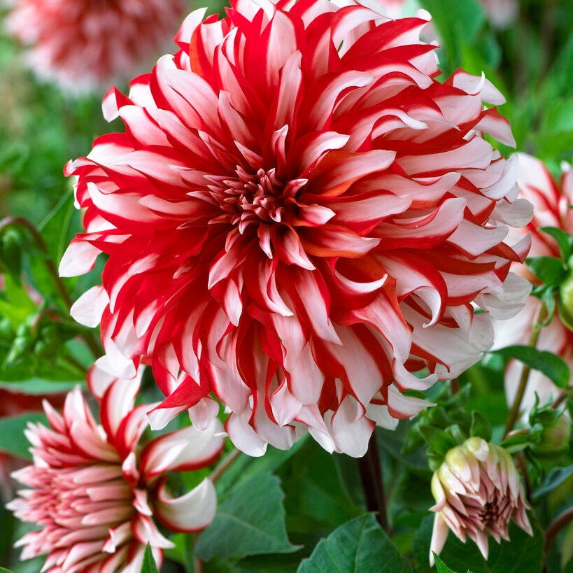 Dahlia Koristeellinen Joulupukki 1-pakkaus