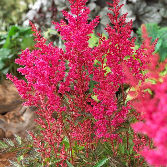 Astilbe Pink 1-pakkaus