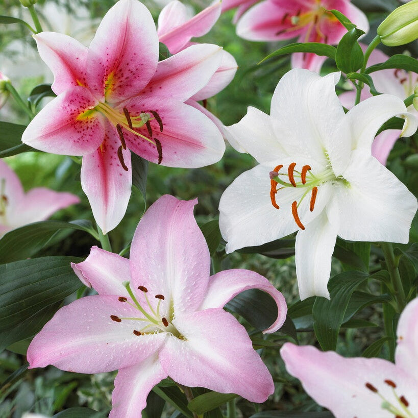 Itämainen lilja - Lilium Oriental Oriental Mixed 3-pakkaus