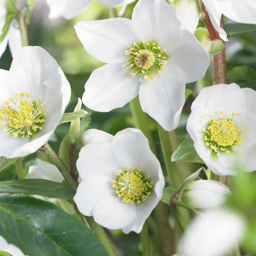 Jouluruusu-Heleborus Niger 1-paketti