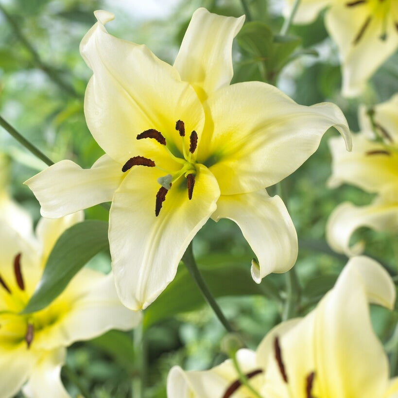 Lilja-Lilium Orienpet Myöhäinen Aamu (Treelily) 2-pack