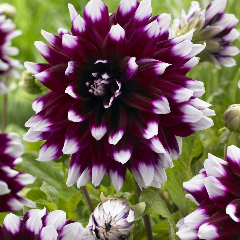 Dahlia Dekorativ Mystery Päivä 1-pakkaus