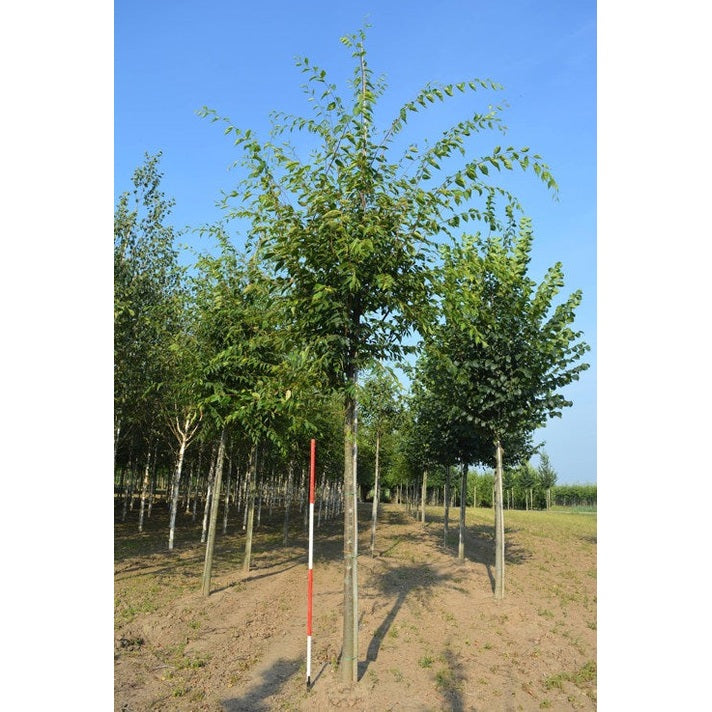 Japanilainen zelkova -Zelkova serrata - VIHREÄ MALJA - Rungon ympärys 14-16 cm, korkeus 3,5-4 metriä, HS, COCO