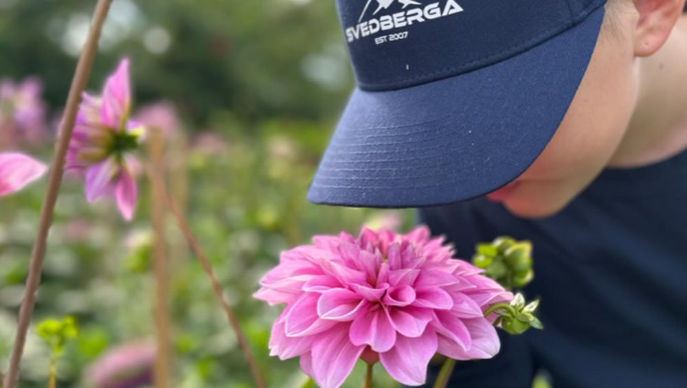 Kuinka hoidan daaliani