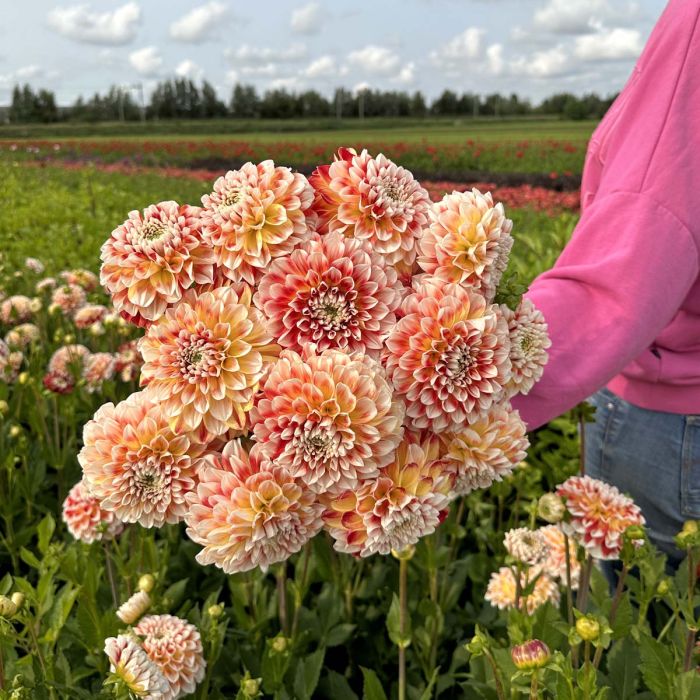 Dahlia ‘Jowey Fantasy’ -pallo – Syventävä ja viljelyopas