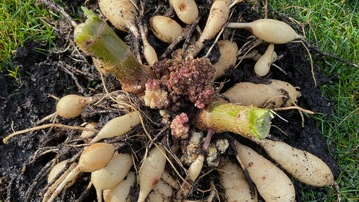 Dahlioita ja sairauksia
