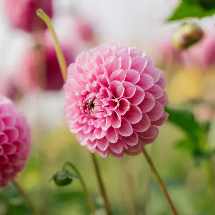 Dahlia ‘Sweet Fabienne’ Pallo