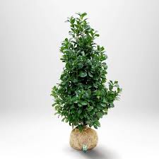 Lagerhägg 'Etna' – Ikivihreä Kauneus