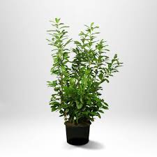 Lagerhägg 'Genolia' - Tyylikäs Pensas