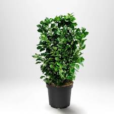 Lagerhägg 'Novita' - Kestävä ja kaunis ympäri vuoden!