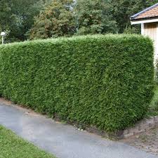 Anna puutarhalle eleganssia marjakuusella!