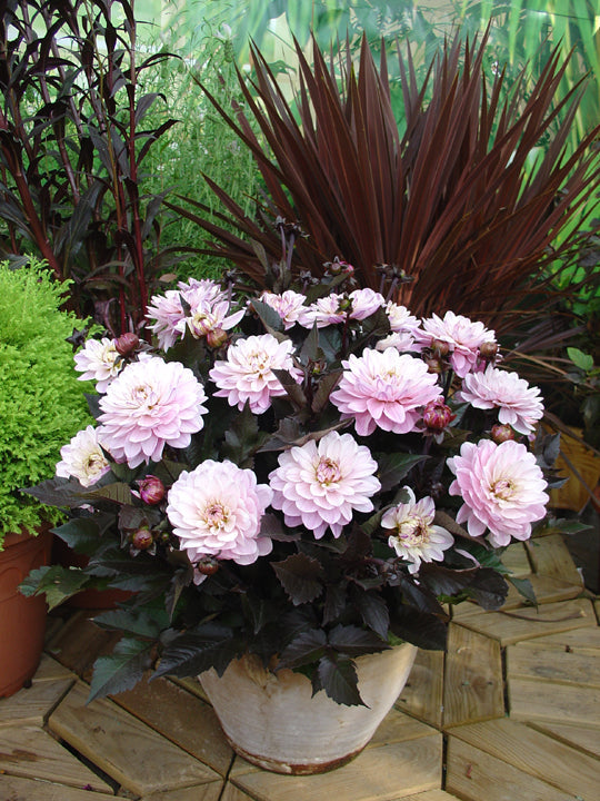 Dahlia ‘Melody Harmony’ – Tiedot ja alkuperä