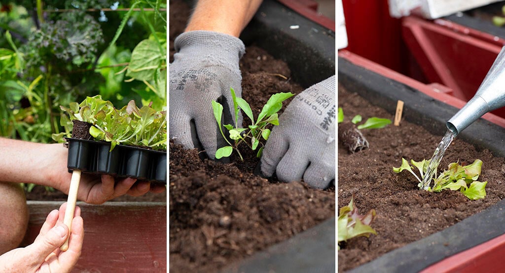 Siementen kylvämisen ja esikasvatuksen parhaat tavat - Vinkkejä ja niksejä