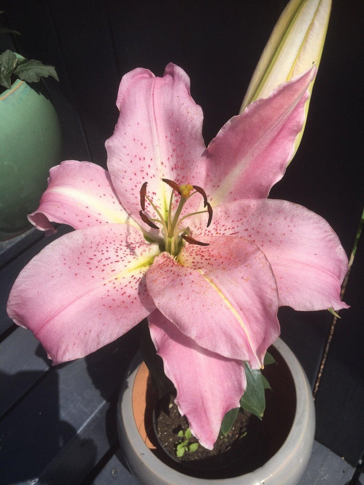 Melkein vähän liikaa.....