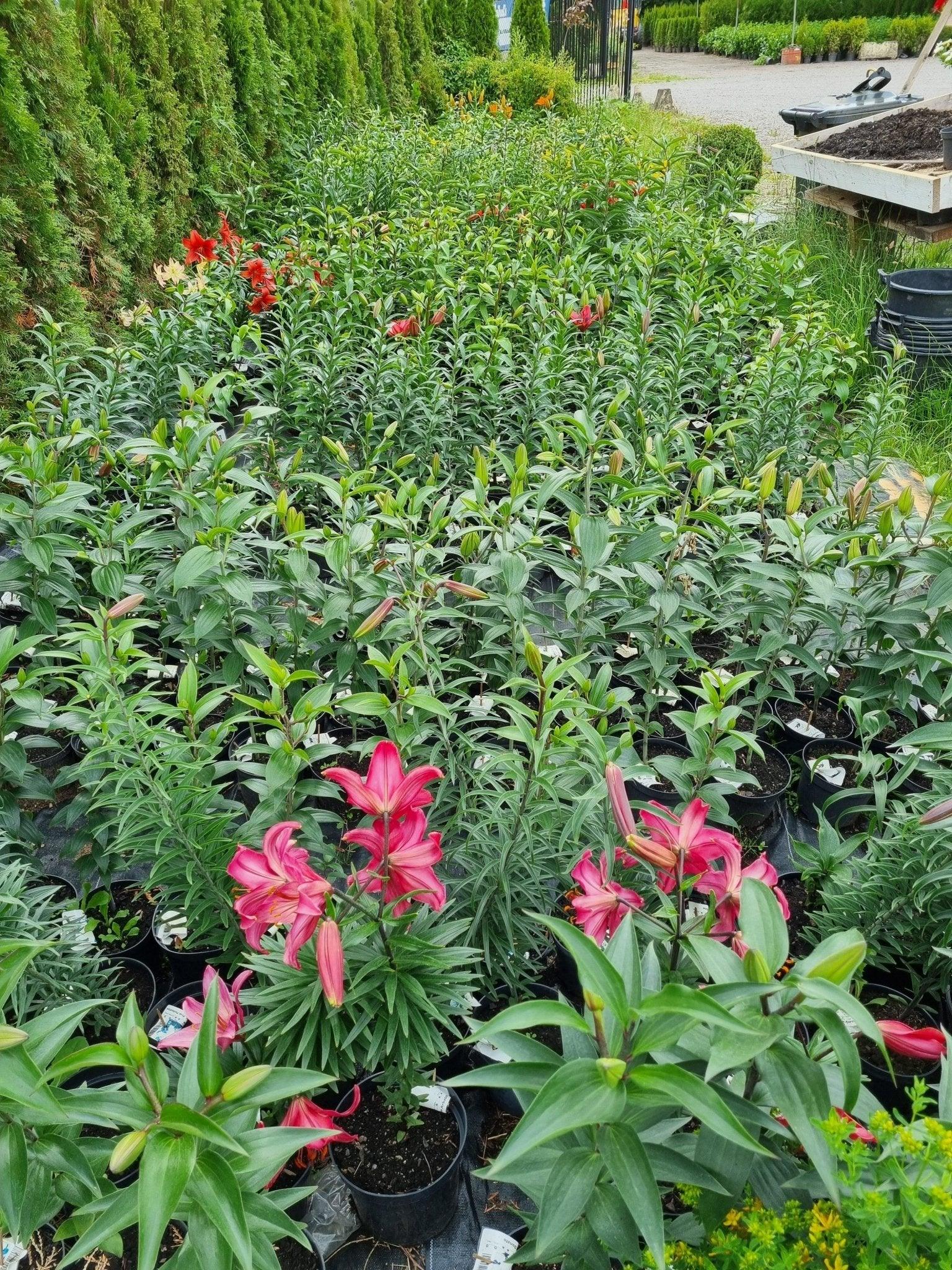 Nyt liljat kukkivat 2