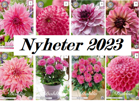 Dahlia Uutiset 2023