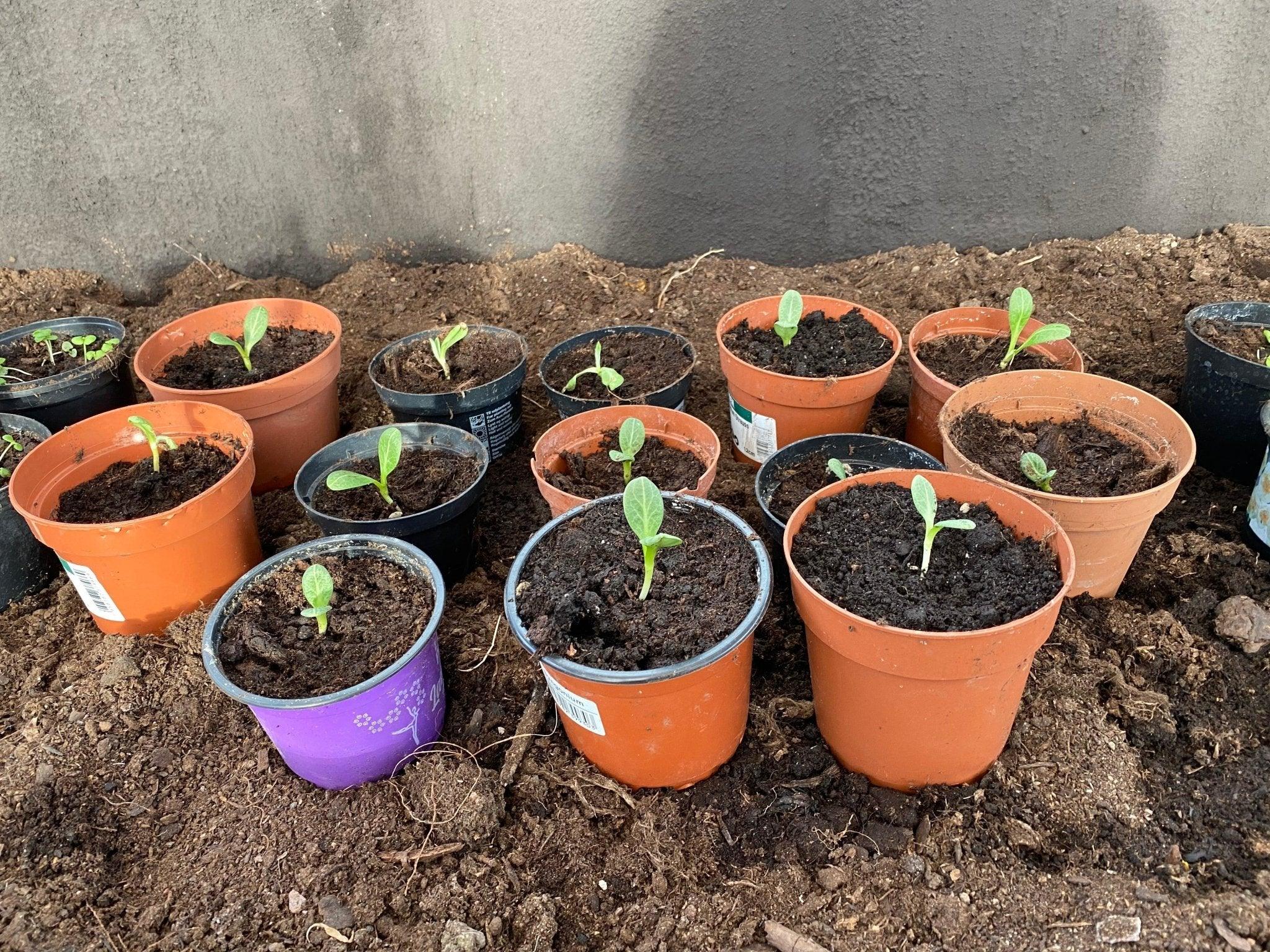 Kardoonin uudelleenistutus