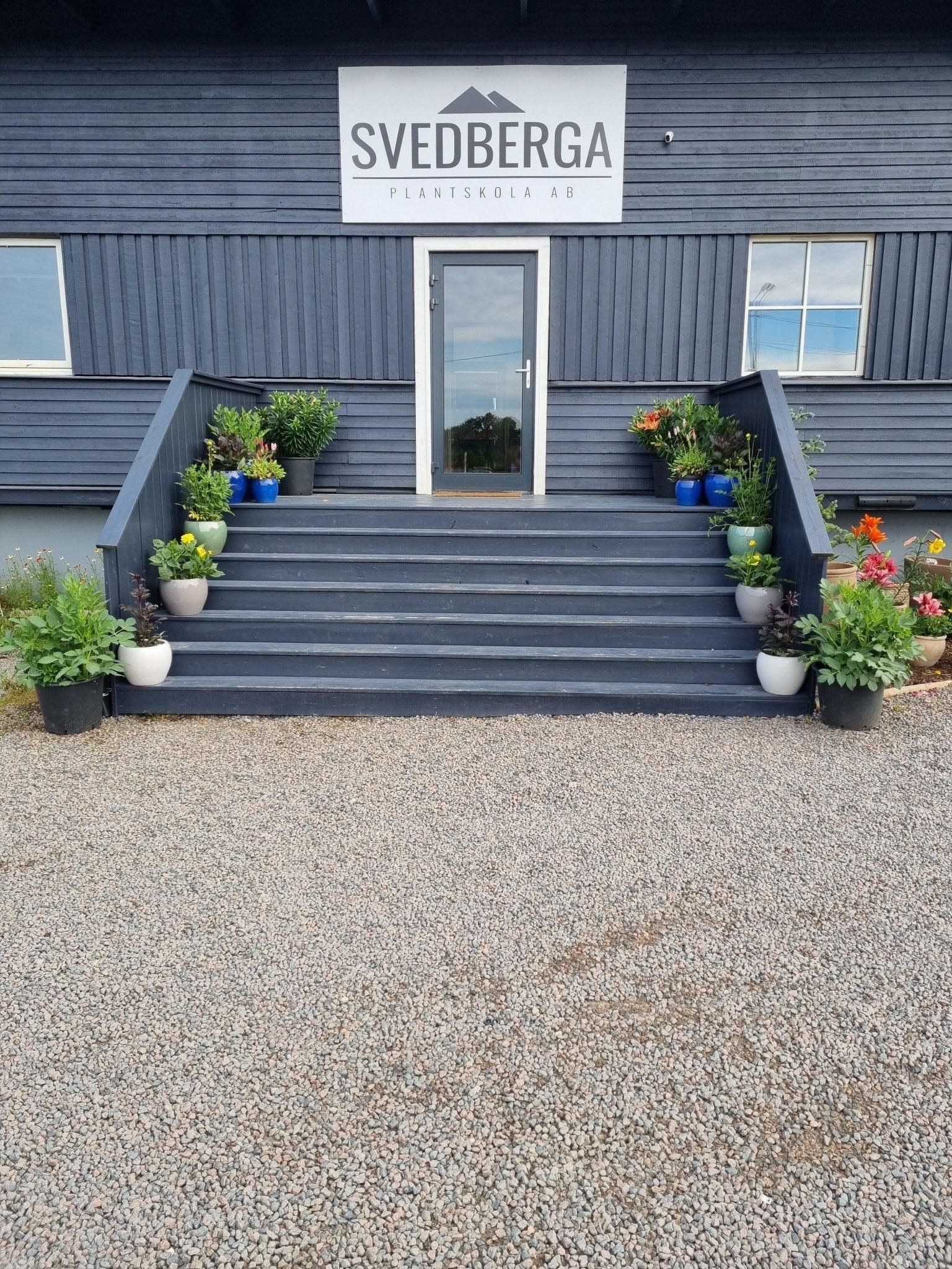 Tervetuloa Svedbergaan