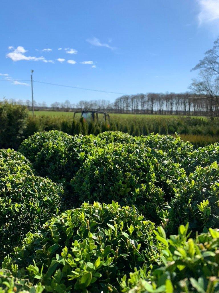 Meillä on joitakin puksipuun pallokasveja jäljellä.