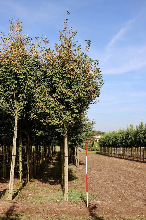 Häggmispel (Amelanchier)