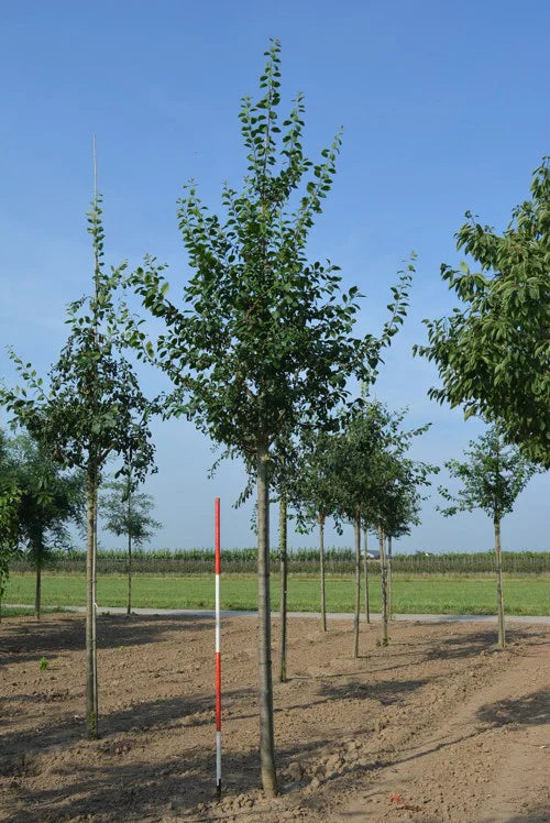 Luumu (Prunus domestica)