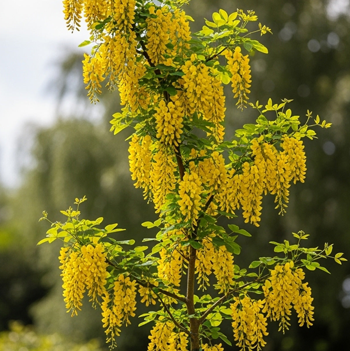 Kultakuusama (Laburnum)