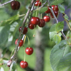 Surkörsbär - Svedberga Plantskola AB