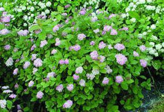 Amerikansk Praktspirea - Svedberga Plantskola AB