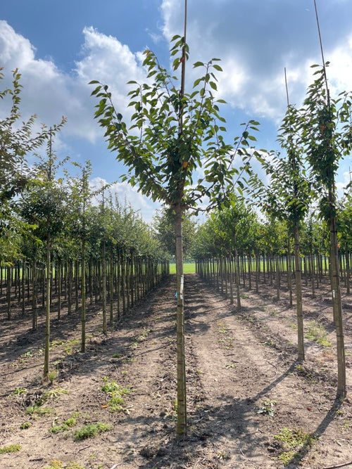 Kirsikka (Prunus avium)