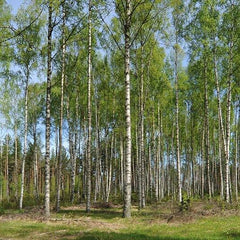 Björk - Svedberga Plantskola AB