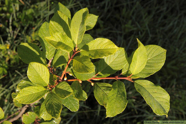 Brakved - Svedberga Plantskola AB