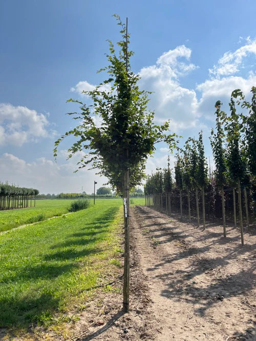 Valkopyökki (Carpinus betulus)