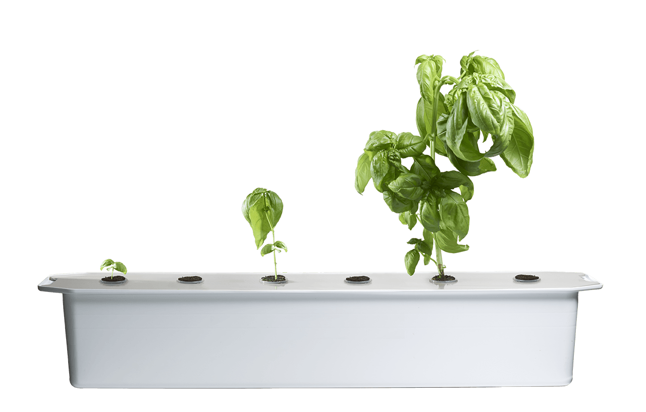 Hydroponinen viljely - Kasvata vedessä