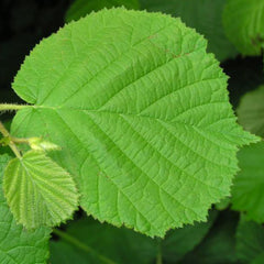 Hassel - Svedberga Plantskola AB